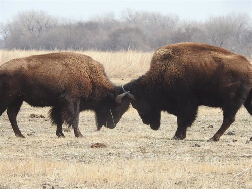 Búfalos, los mamíferos más grandes en América del Norte hoy