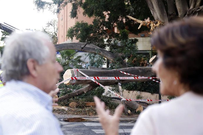 Últimos coletazos del temporal en la provincia de Málaga Emblemático árbol Ficus del Paseo de Rending derribado por la Dana.