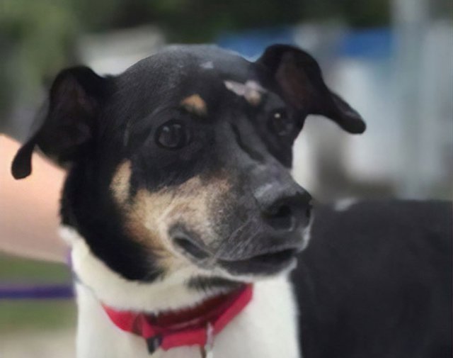 Zippy, el perro que sacrificó su vida para salvar la de su familia en un incendio