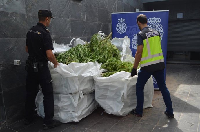Plantas decomisadas en una plantación en Miranda de Ebro.