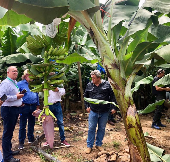 Representantes de ASPROCAN en producción de bananas en África