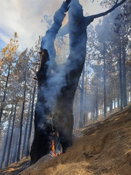 Imagen de llamas rebrotando en el interior de un árbol en Gáldar (Gran Canaria)