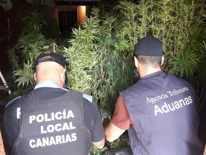La Agencia Tributaria y la Policía Local de Santa Lucia de Tirajana intervienen una plantación de marihuana