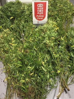 Plantas de marihuana incautadas por la Policía Foral en las cercanías de Irurtzun