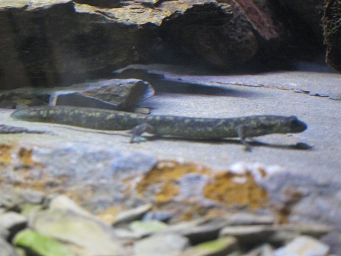 El tritón del Montseny se mantiene en "peligro crítico de extinción" por el camb