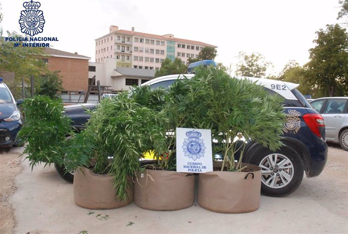 Marihuana incautada por la Policía Nacional en Cuenca