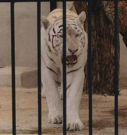 Tigre albino en Alicante