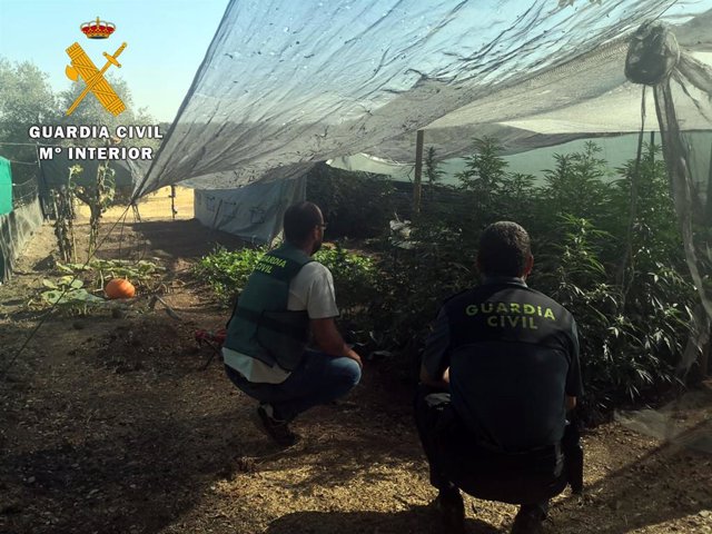 Detienen a un vecino de Villanueva de Córdoba e intervienen 65 plantas de marihuana