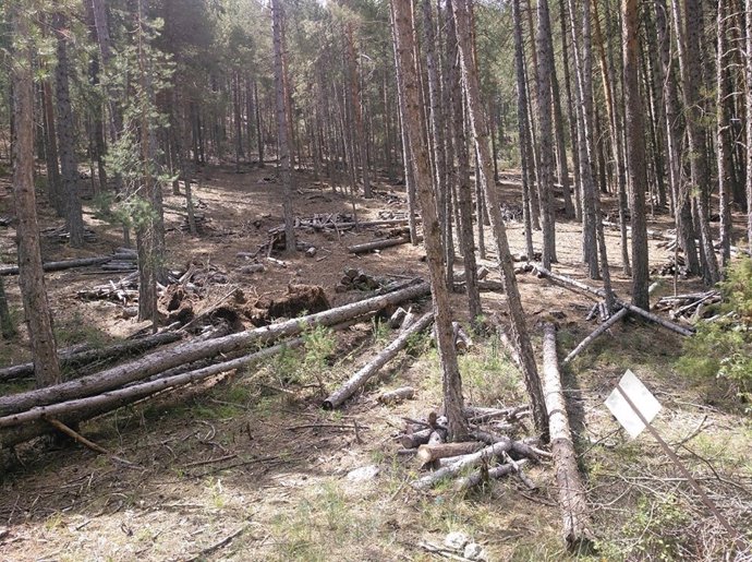 Ecologistas en Acción Cuenca alerta del riesgo de incendios en la Serranía por la falta de limpieza del monte