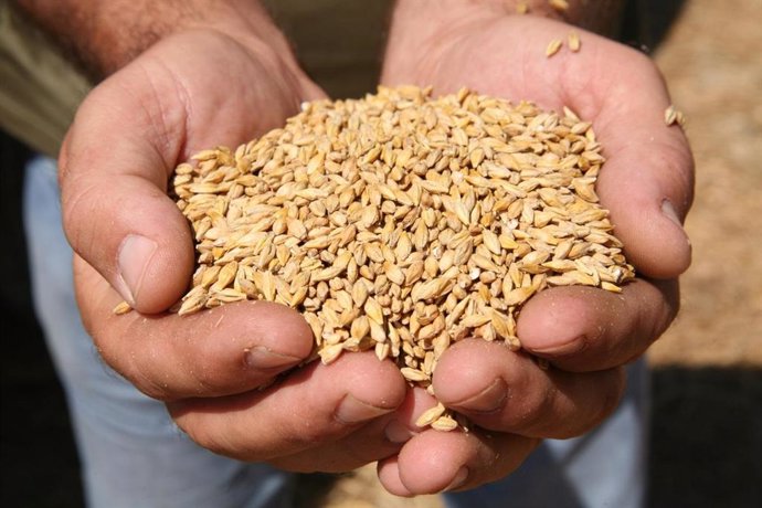 El Govern pone en marcha la campaña de suministro de semillas certificadas de ce