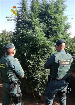 Agentes Guardia Civil frente a una plantación de marihuana de gran altura en Totana
