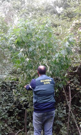 Un agente de la Guardia Civil junto a las plantas de marihuana incautadas