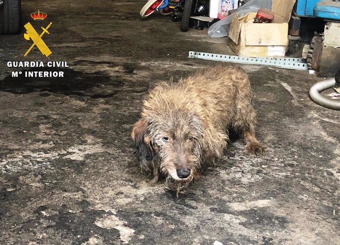 Uno de los seis perros encontrados en estado de abandono en Arenas de San Pedro.