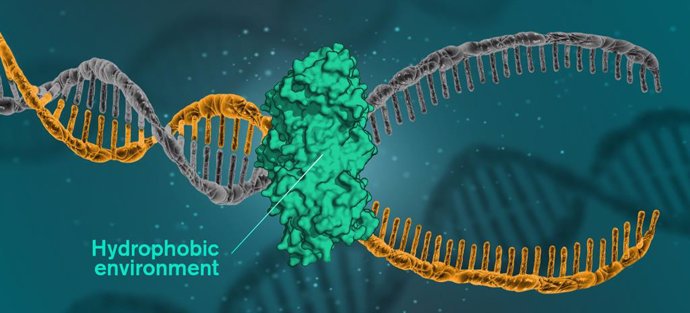 El ADN se mantiene unido por fuerzas hidrofóbicas