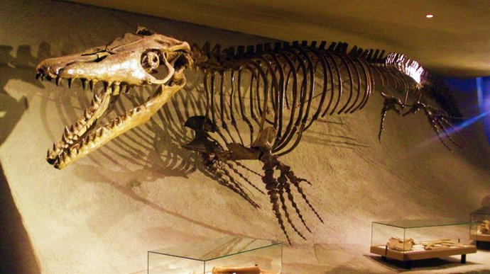 El depredador del cretácico mosasaurio podía nadar de forma explosiva