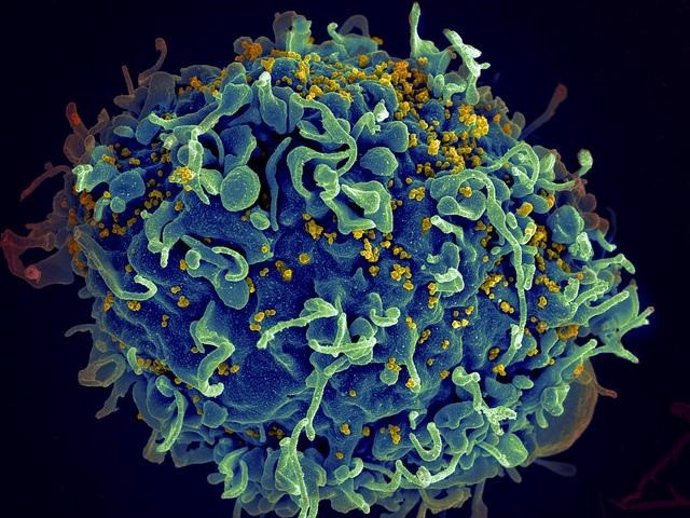 Investigadores españoles hallan una nueva mutación que protege frente a la infección por VIH