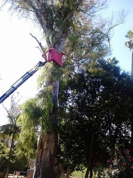 Trabajadores de Parques y Jardines podando un árbol en Sevilla