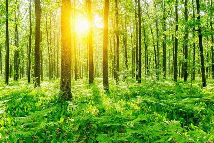 Ecoimpresion - Print Nature