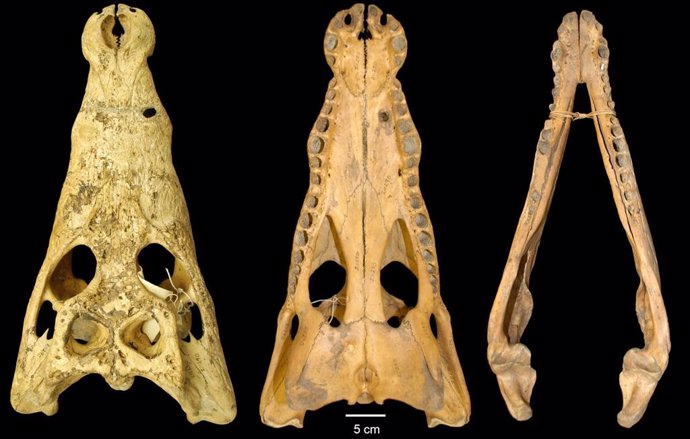 Identifican una rara nueva especie de cocodrilo en colecciones de museo