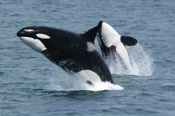 Genes 'perdidos' permitieron a ballenas y delfines hacerse acuáticos