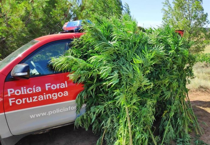 Plantas de marihuana incautadas por la Policía Foral en la zona media de Navarra