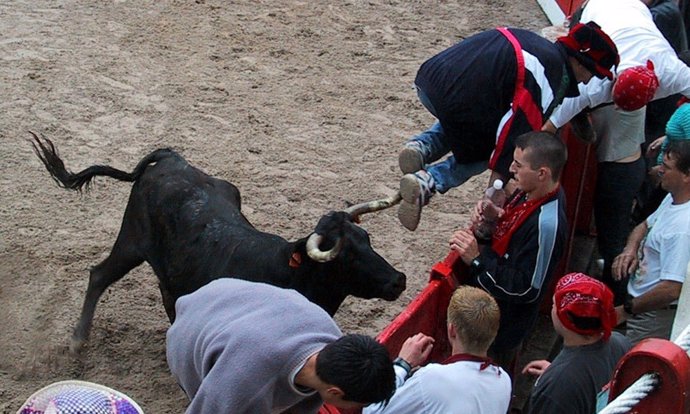 Suelta de vaquillas en la Plaza de Toros de Ampuero, tras los encierros