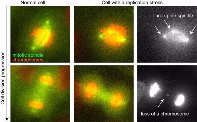 División de una célula normal (izq) y una con estrés de replicación (centro). Huso acromático en verde, cromosomas en rojo. La fila derecha detalla los errores celulares con estrés de replicación: un huso tripolar (izq) y la pérdida de un cromosoma (der)
