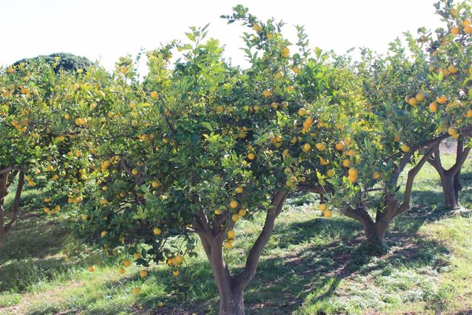 Córdoba.- Asaja estima una reducción de la cosecha de cítricos en Córdoba de ent