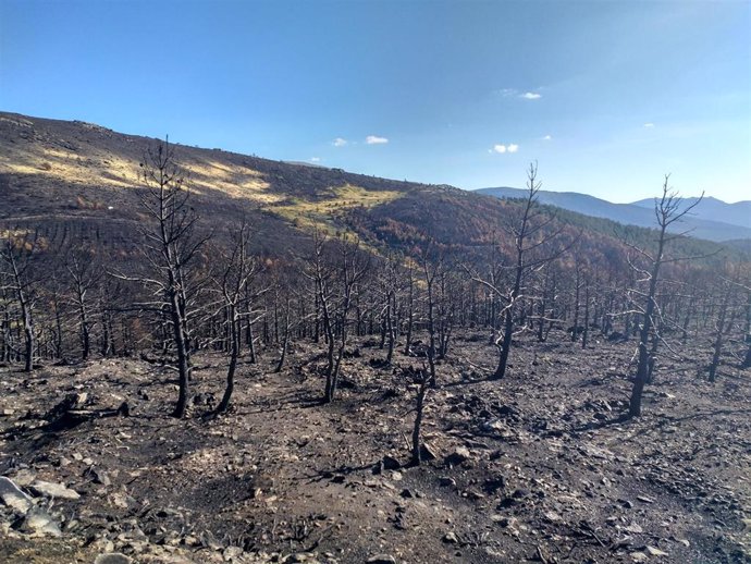 Zona afectada por el incendio del Real Sitio de la Granja el pasado mes de agosto.