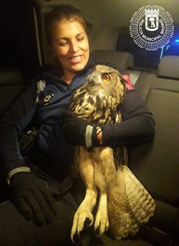 Agentes localizan un buho real desorientado en una calle de Chamberí