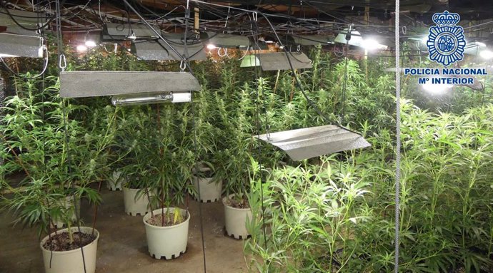 Plantación de marihuana desmantelada en Alberche del Caudillo