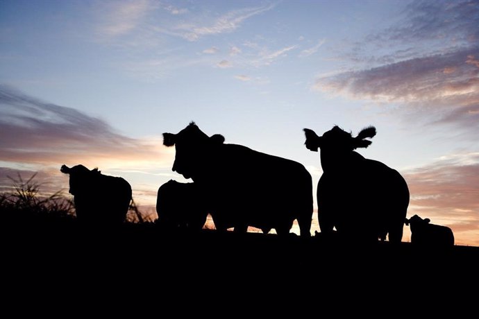 El Gobierno establece las bases de prevención, control y erradicación de la rinotraqueítis bovina