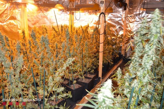 Dos detenidos en Lleida por cultivar marihuana con un sistema de cinco cosechas 