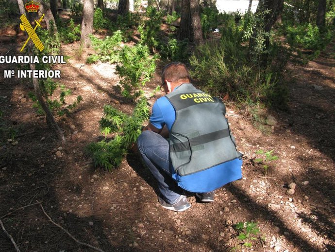 Cultivo de marihuana en Xtiva (Valencia)