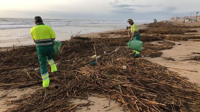 Retirada de bardomeras de las playas de Guardamar