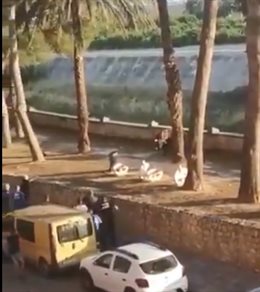 Fotograma del vídeo compartido por PACMA sobre el toro abatido en Algemesí