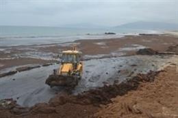 Retirada de alga invasora asiática en playa de Tarifa