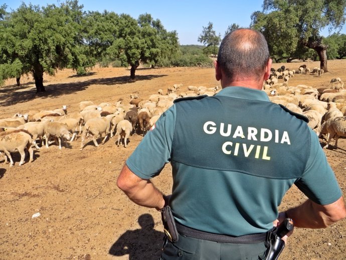 Sucesos.- La Guardia Civil detiene a un hombre por robar 140 ovejas en Oliva de 