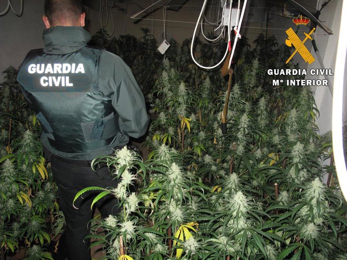 La Guardia Civil desmantela tres plantaciones de marihuana e incauta 518 plantas Se han desarrollado tres intervenciones distintas en las localidades de Mora, Madridejos y Pantoja