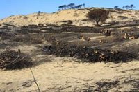 Afectados por el incendio de Doñana se concentran para pedir más medios para la causa y ayudas de las administraciones