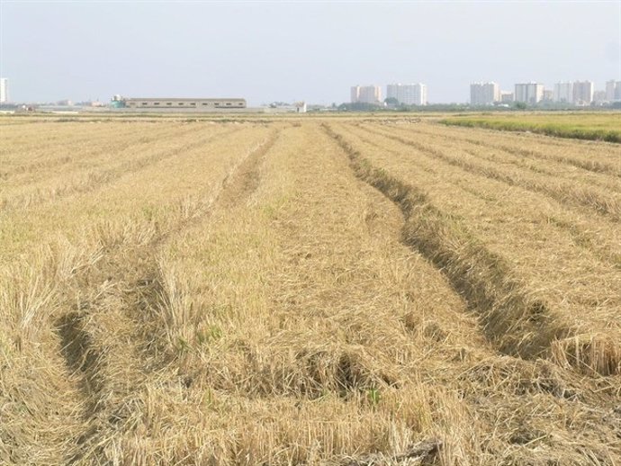 Agricultura permite por razones fitosanitarias la quema de la paja del arroz en 