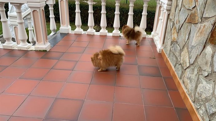 Mascotas en un alojamiento rural.