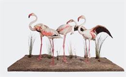 Grupo de flamencos que se ha reconstruido para la exposición por David González