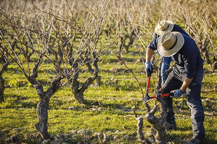 Agricultor cuida sus viñas