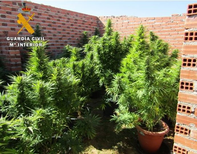 La Guardia Civil de Valladolid descubre una plantación de marihuana en Torrecilla de la Orden y detiene al presunto responsable.