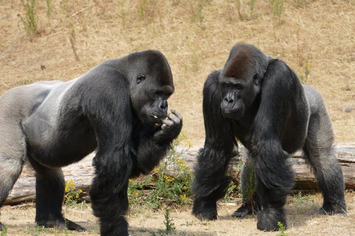 Los grandes simios pueden comprender los estados mentales de otros