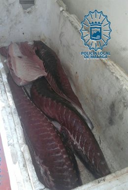 Atún despiezado que estaban vendiendo tres personas en Málaga