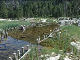 Turbera de la zona conocida como Font Grossa en el Parque Nacional de Aigüestortes y Estany de Sant Maurici
