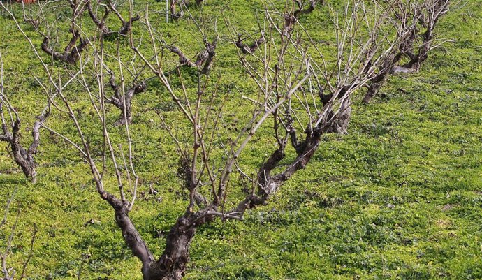 Campo de cultivo (Imagen de archivo)