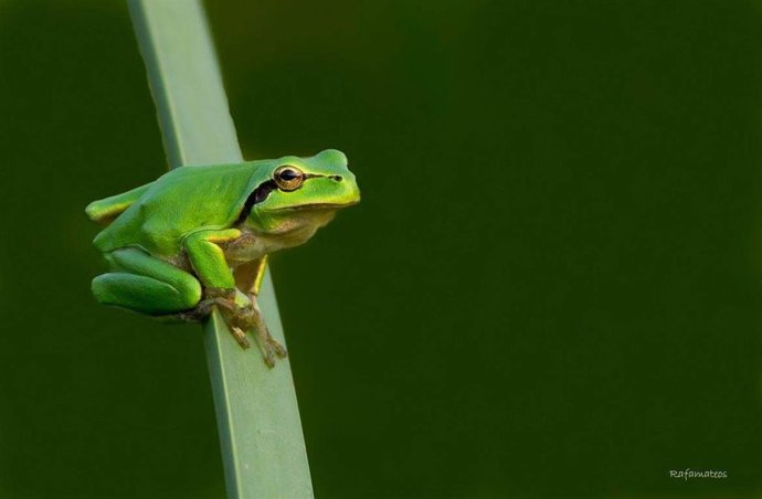 Un ejemplar de la Ranita Meridional